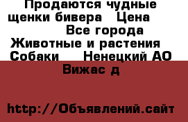 Продаются чудные щенки бивера › Цена ­ 25 000 - Все города Животные и растения » Собаки   . Ненецкий АО,Вижас д.